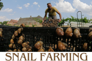 Indoor Snail Farming
