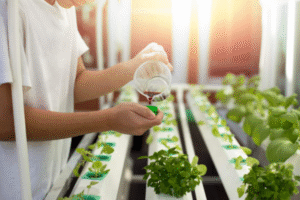 Hydroponic agriculture