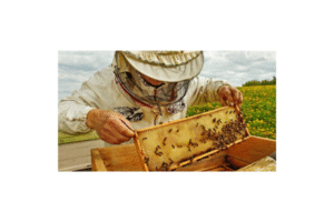 Honey making by honeybees