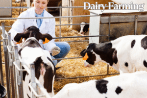 Dairy Farming