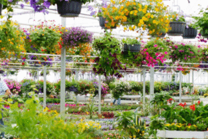 Plant Nursery