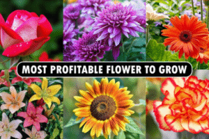 flower farming