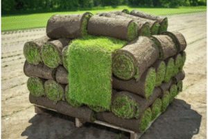 Turf Grass